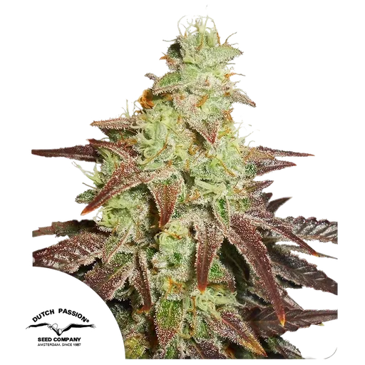 Night Queen Auto