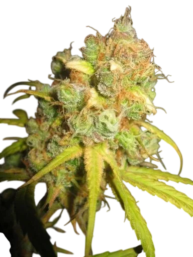 NL5 x Afghan