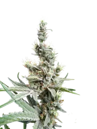 NL5 x Haze