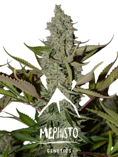 Northern Cheese Haze Auto