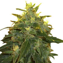 Northern Light