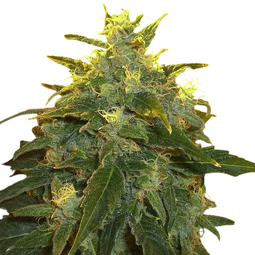 Northern Light