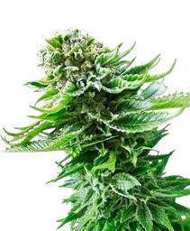 Northern Lights Auto