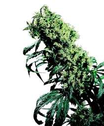 Northern Lights #5 x Haze