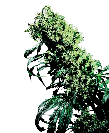 Northern Lights #5 x Haze