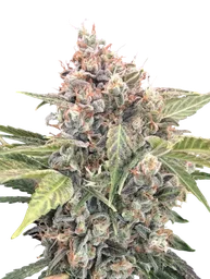 Northern Lights CBD