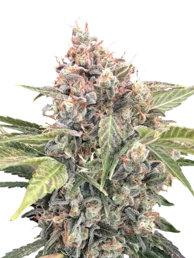 Northern Lights CBD