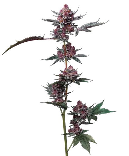 Cherry Poppers