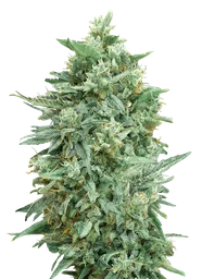 Northern Lights XXL Auto