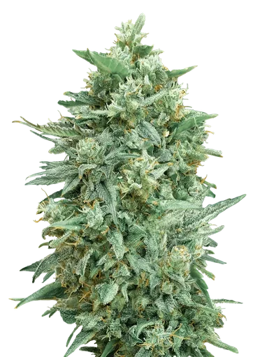 Northern Lights XXL Auto
