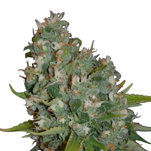 OG13