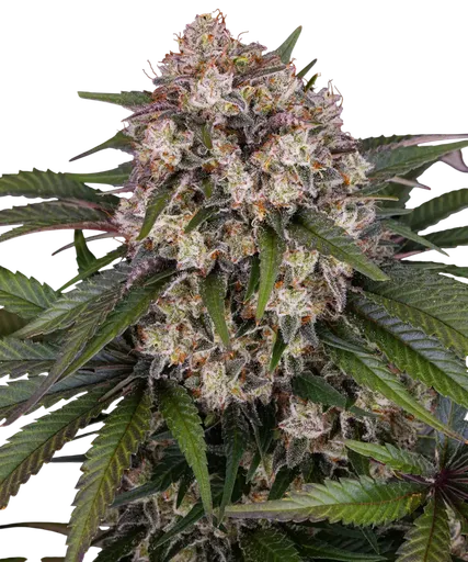 OG Kush