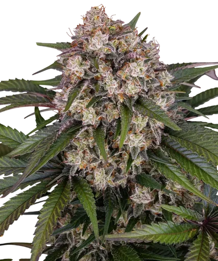 OG Kush Auto