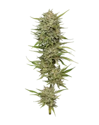 OG Kush Auto