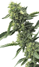 OG Kush