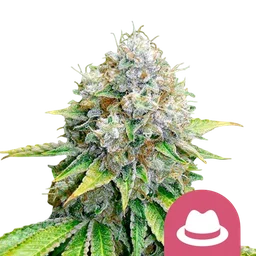 OG Kush