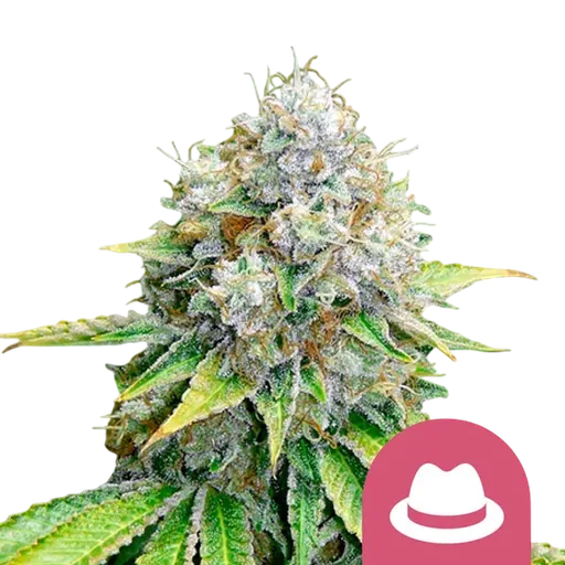 OG Kush