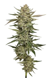 OG Triploid Auto