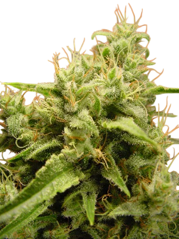 Opium