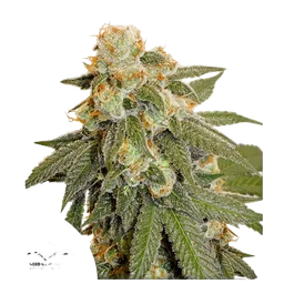 Orange Bud Auto