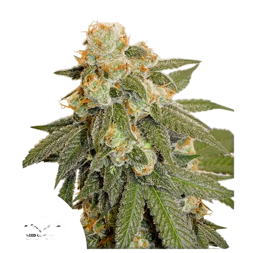 Orange Bud