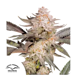Orange Bud 2.0