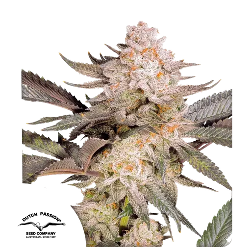 Orange Bud 2.0