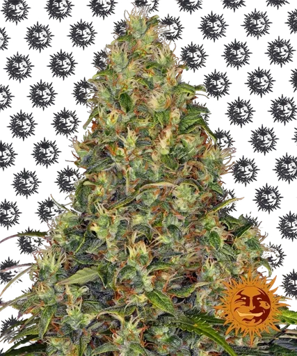 Amnesia Haze Auto