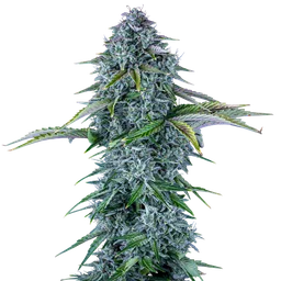 Orange Diesel Auto