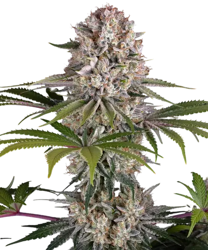 Amnesia Haze