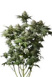Orange Sherbet FAST