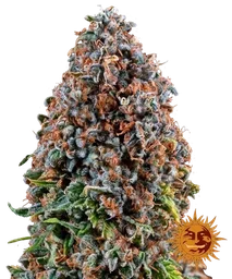 Critical Kush