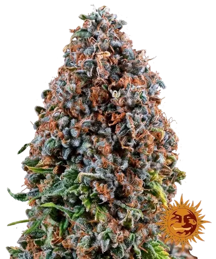 Critical Kush