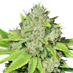 Original Glue