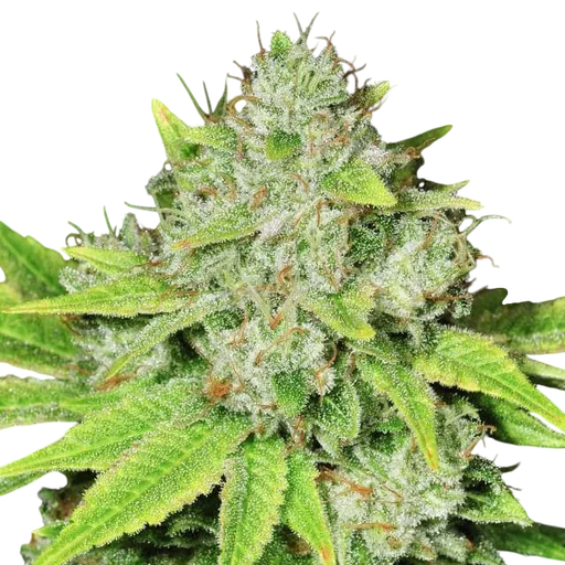 Original Glue