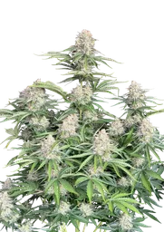 Original Moby Dick Auto