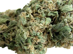 Original Skunk #1