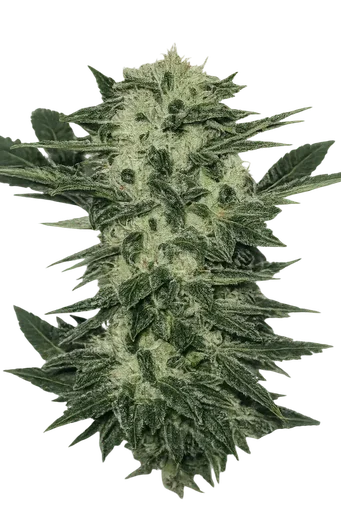 Original Sour Diesel