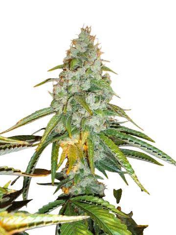 Original Sour Diesel
