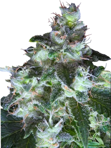 Original White Widow (IBL)