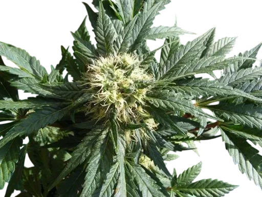 Ortega