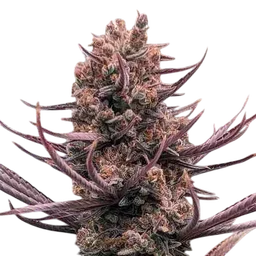 Panama Haze