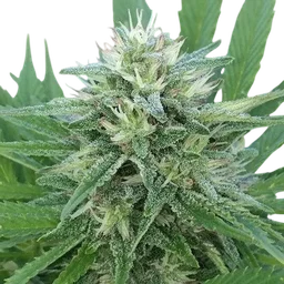 Panama x Bangi Haze