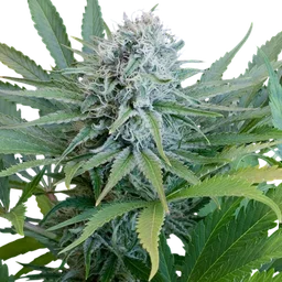 Peach Puree CBD