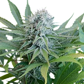Peach Puree CBD