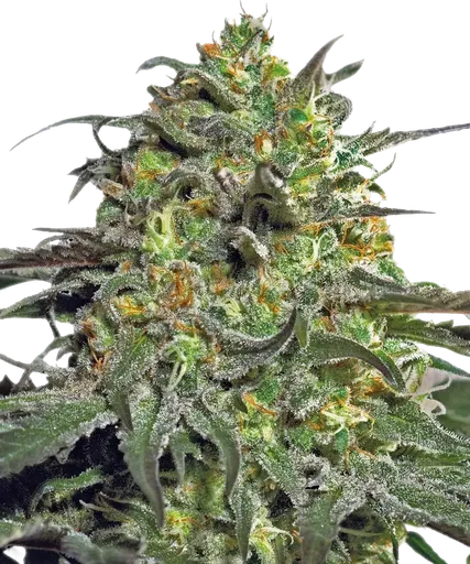 Peyote Cookies