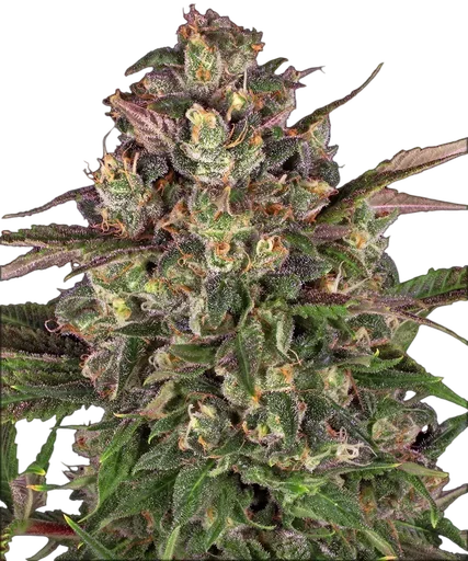 Peyote Critical