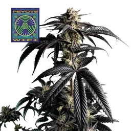 Peyote Wi-Fi