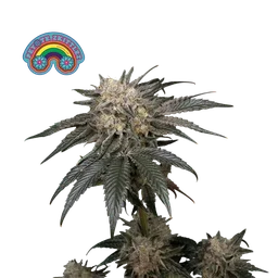 Peyote Zkittlez