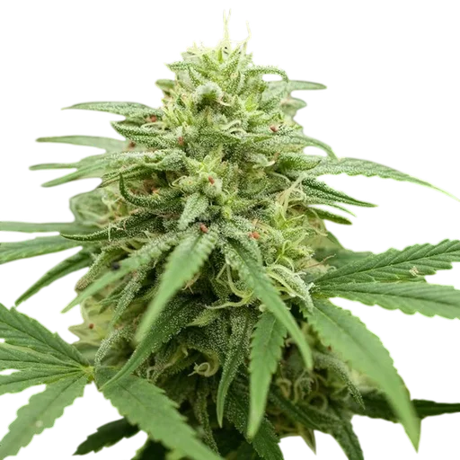Pineapple Express #2